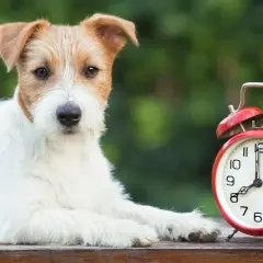 Od którego roku zmieniamy czas w Polsce? Zaskakujące fakty i historia